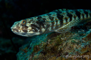 Sand Diver-Canon 100 mm macro full frame,no cropping-Bonaire by Richard Goluch 